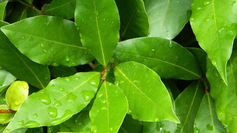 Bay leaf, essential for diabetes